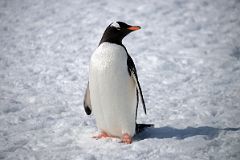 24A Gentoo Penguin Close Up On Cuverville Island On Quark Expeditions Antarctica Cruise.jpg